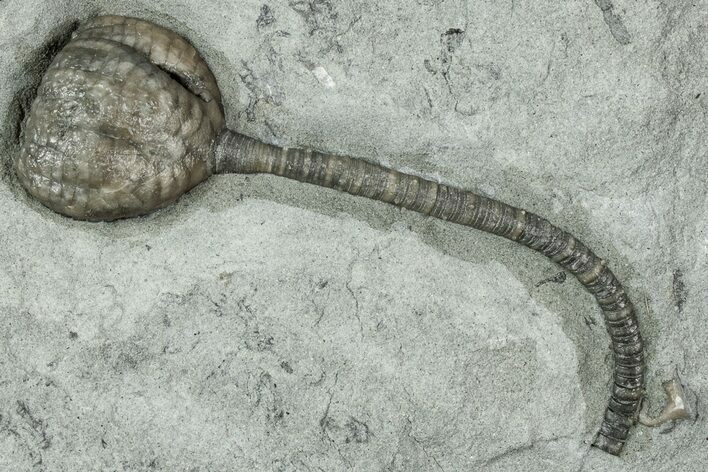 Fossil Crinoid (Taxocrinus) - Crawfordsville, Indiana #358136